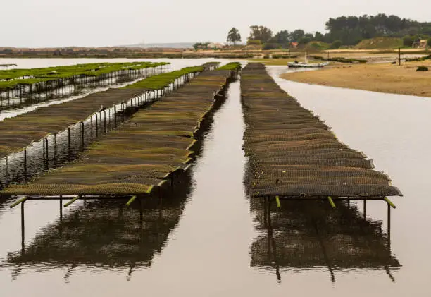 Photo of Cultivating the Future: The Role of Oyster Farms in Sustainable Food Production