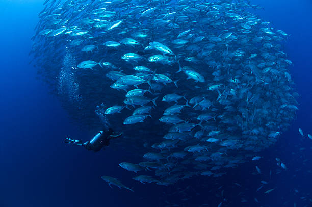istock School of Jacks with diver 146924475
