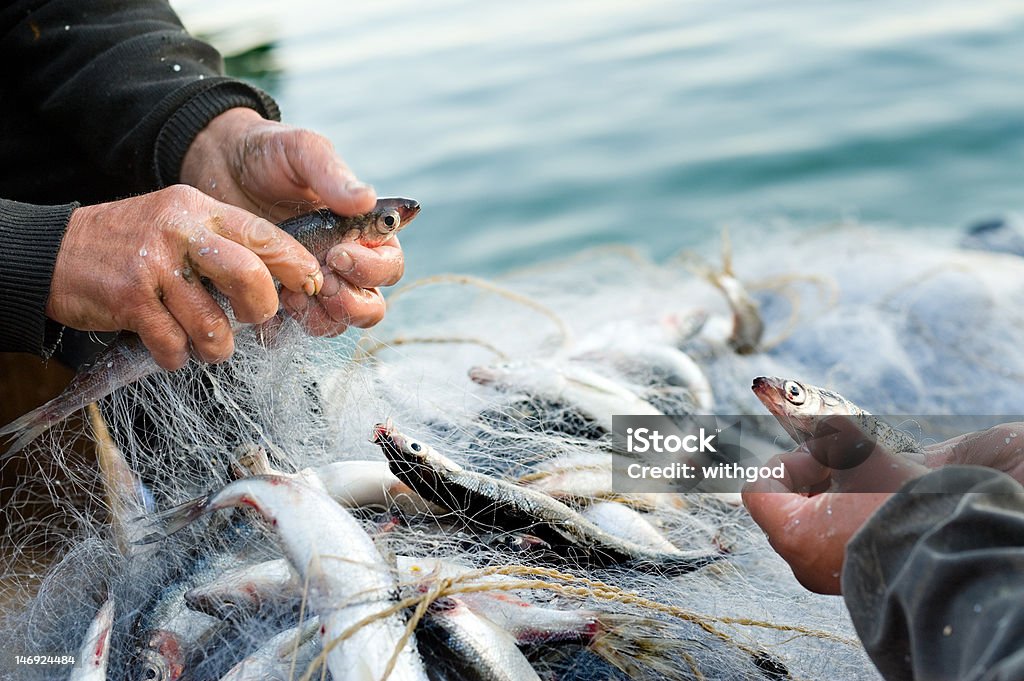 haul hands take fish out of a net Commercial Fishing Net Stock Photo