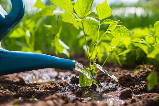 Watering vegetable plants on a plantation in the summer heat with a watering can. Gardening concept. Agriculture plants growing in bed row.