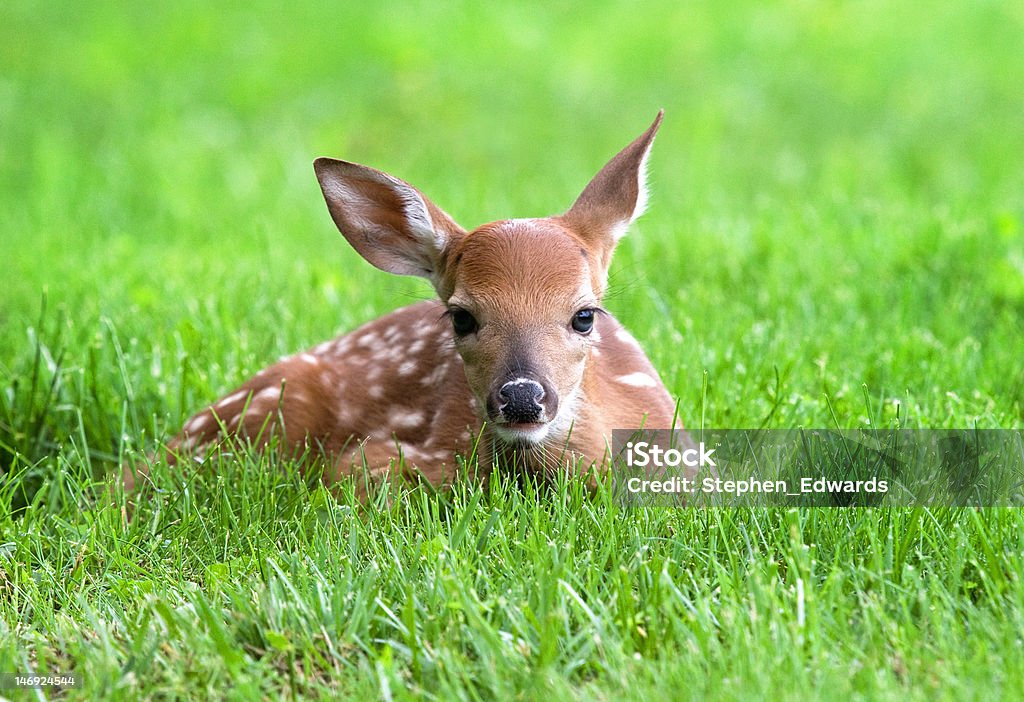 Fawn in the grass Picture of a baby deer (fawn) relaxing in the grass. Animal Stock Photo