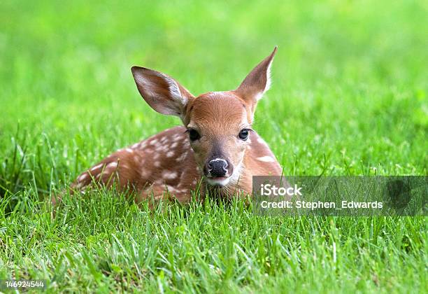 Fawn In The Grass Stock Photo - Download Image Now - Animal, Animal Hair, Animal Wildlife