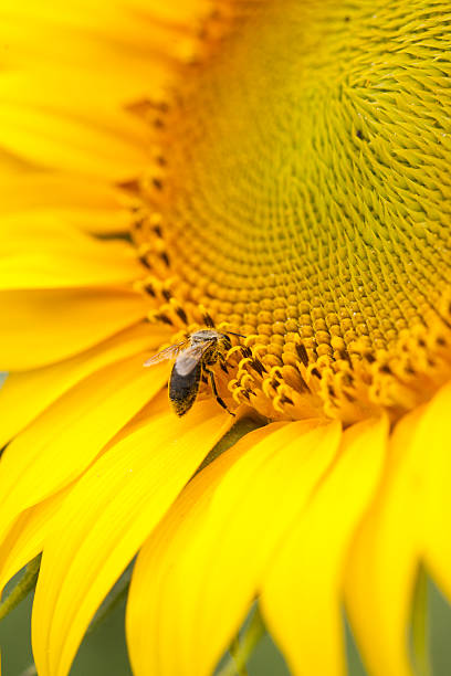 pszczeli na słoneczniu – zdjęcie