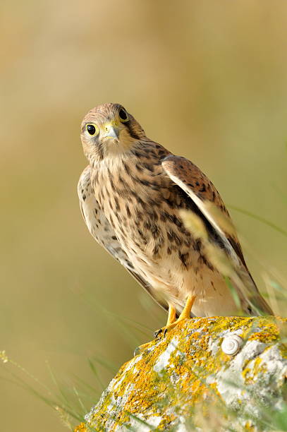 istock falcon in natural habitat 146924575