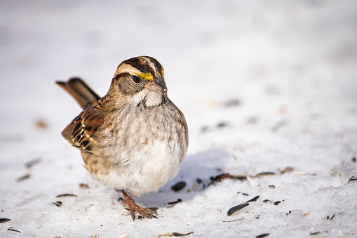 Common sparrow eating seeds in the window. Springtime image. Nervous femmale sparrow looking all the time behind to control possible predators..