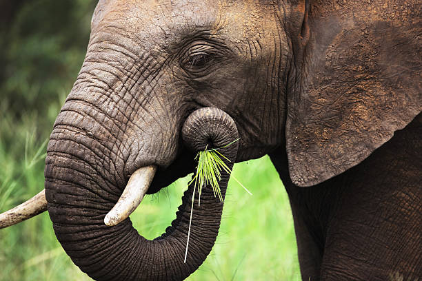 elefanten essen nahaufnahme - afrikanischer elefant stock-fotos und bilder