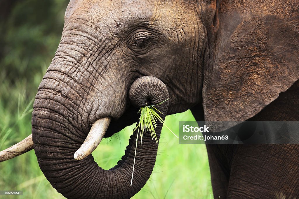 Elephant eating close-up Close-up of a African Elephant eating green grass; Loxodonta Africana Elephant Stock Photo