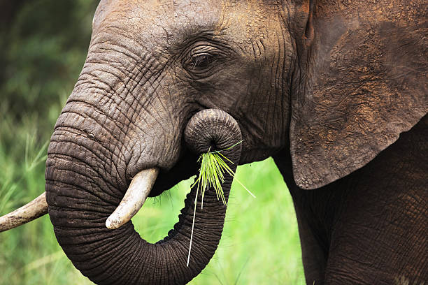 слон ест крупный план - african elephant стоковые фото и изображения