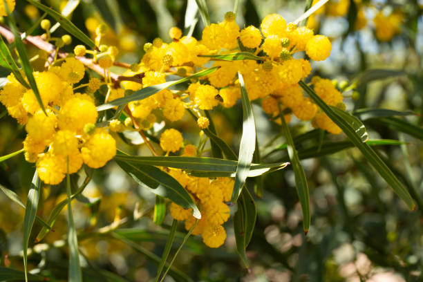 istock Blooming mimosa branches, Acacia pycnantha. Spring floral natural background concept. Copy space 1469246788