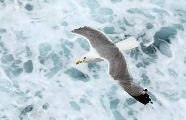 Flying seagull stock photo