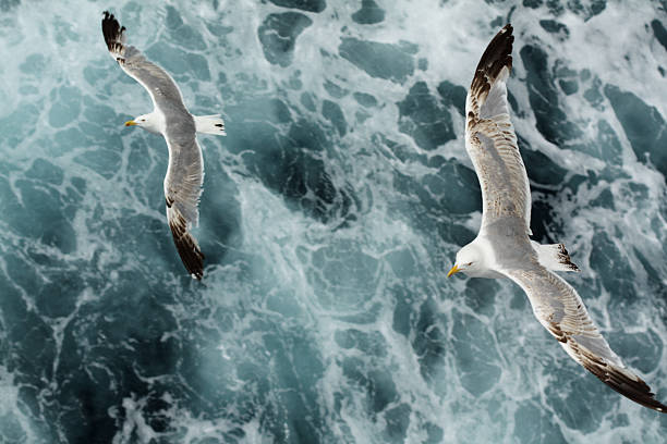 Flying seagulls stock photo