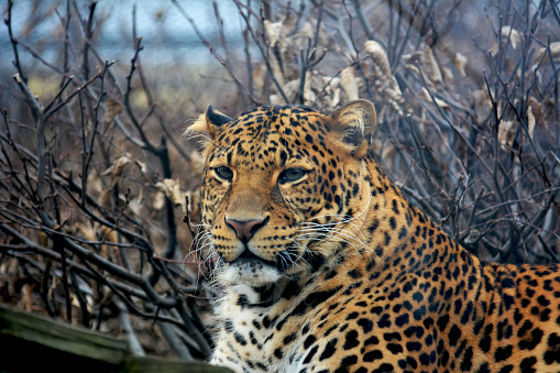 Jaguar stalking through undergrowth.