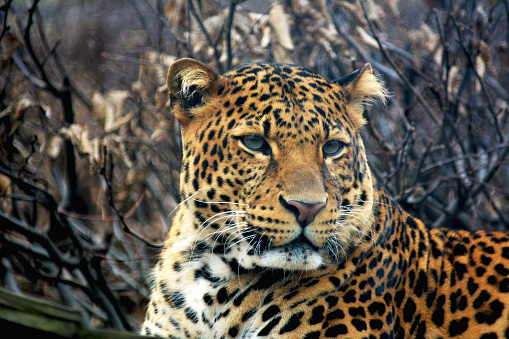 A powerful and beautiful leopard calmly resting and looking at the camera. Stock photo.