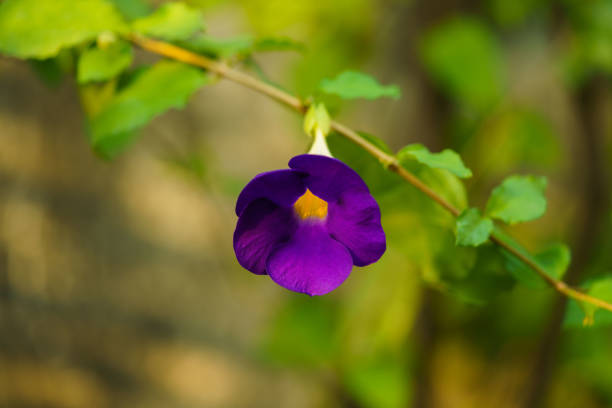 Close up and selective focus. Thunbergia Erecta common name include Bush Clock Vine or king's mantle.