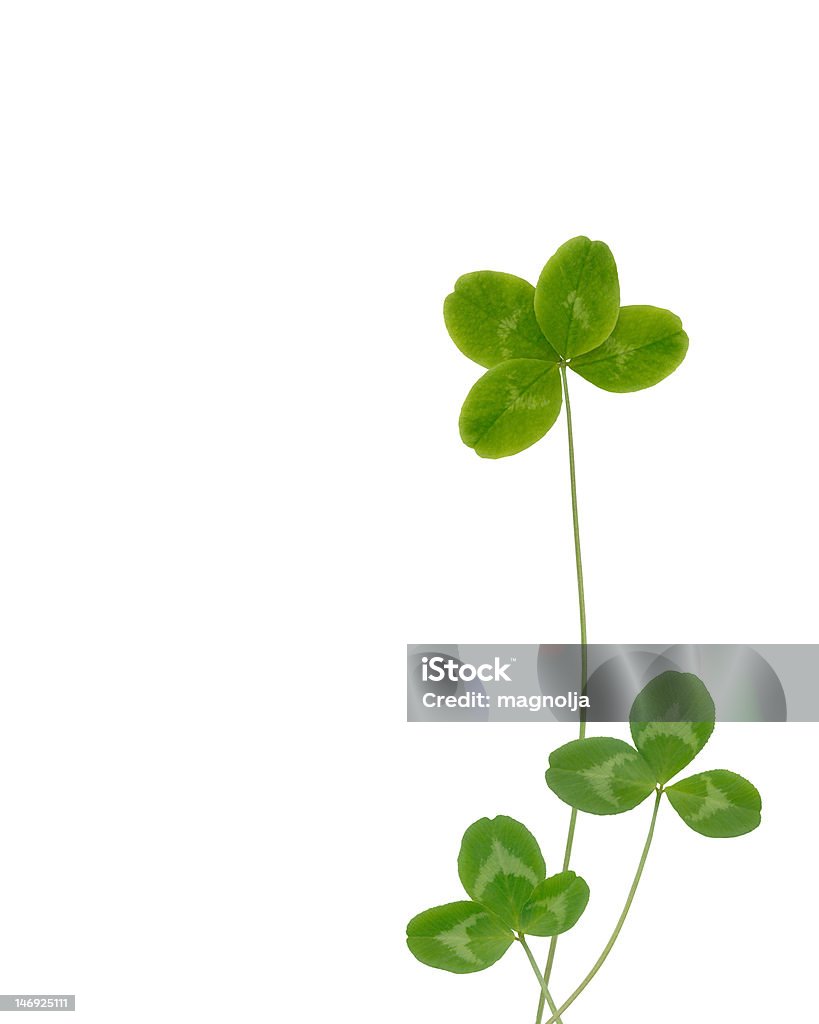 Trifoglio Fortunato - Foto stock royalty-free di Colore verde