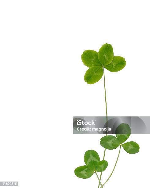 Trifoglio Fortunato - Fotografie stock e altre immagini di Colore verde - Colore verde, Composizione verticale, Cultura irlandese