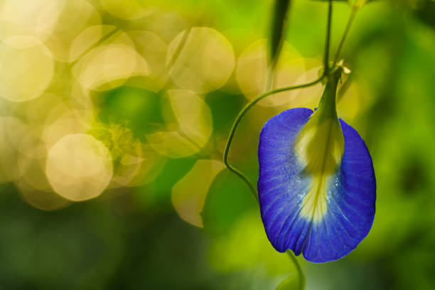 Close up and selective focus. Butterfly pea (Clitoria ternatea) used as a decorate, food and herbal medicine.