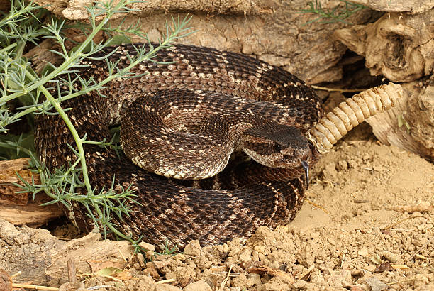 istock Southern Pacific Rattlesnake, 146925235