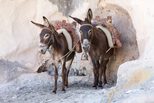 Donkey's in Lindos, Rhodos Greece