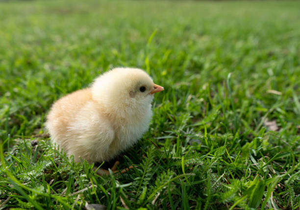 istock Small newborn chick stands on green grass. Spring mood. Background for an Easter greeting or a postcard. . High quality photo. 1469253138