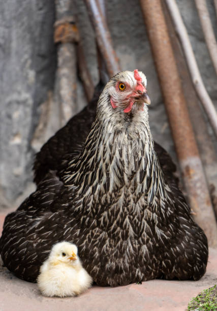 black mother hen and little yellow chick sit and look in the same direction.
