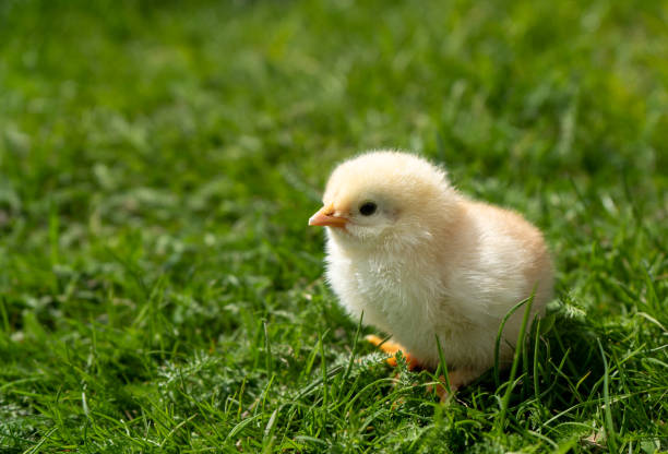 kleines neugeborenes küken steht auf grünem gras. frühlingsstimmung. hintergrund für einen ostergruß oder eine postkarte. . hochwertiges foto - hühnerküken stock-fotos und bilder