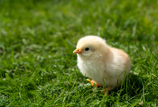 Small newborn chick stands on green grass. Spring mood. Background for an Easter greeting or a postcard. . High quality photo.