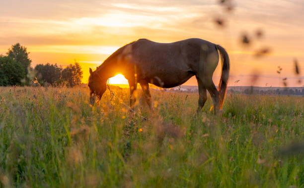 Horse on the field grass on sunset.