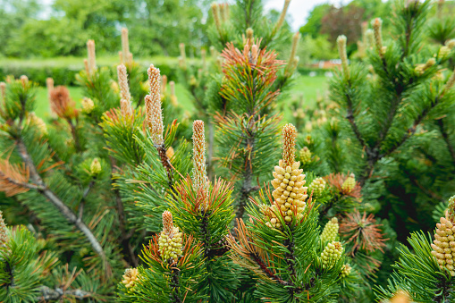 Blooming pine tree. Coniferous tree with flowers on branches.