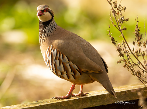 Partridge in our garden