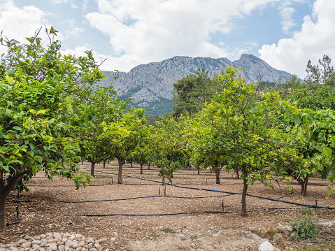 Plantation with irrigation system between fruit trees in Antalya province, Turkey. Watering trees for good growth and large harvest.
