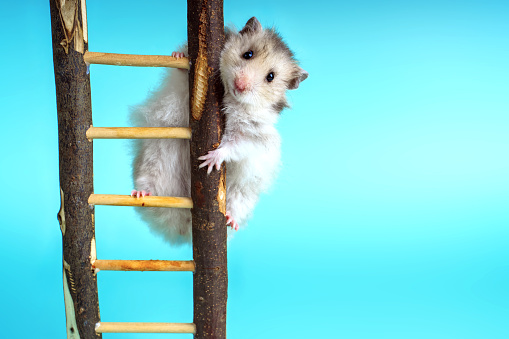 Syrian hamster on wooden stairs peeks out from the side