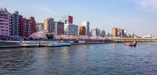 Sumida Park and Asakusa. March 31 is cherry blossom in Tokyo. People queuing for a ride on a pleasure boat. The boats are low but with a lot of windows for viewing. (People in large distance)