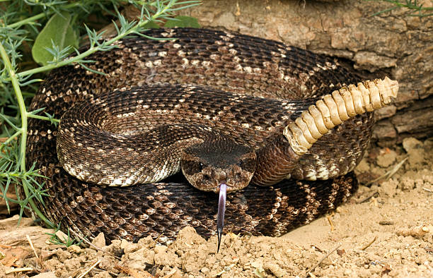 istock Southern Pacific Rattlesnake, 146925785