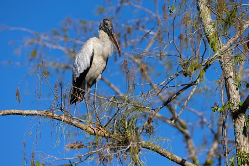 Wood stork perched, seen in the wild in the Everglades