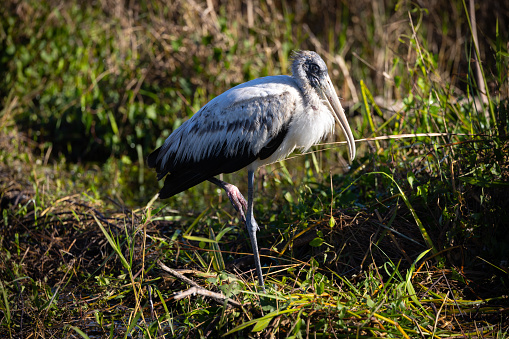 Wood stork standing on one leg, seen in the wild in the Everglades