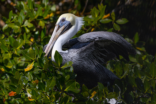 Brown pelican perched in beautiful light,  seen in the wild in the Everglades