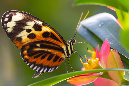 Butterfly nectar flower - animal behavior.