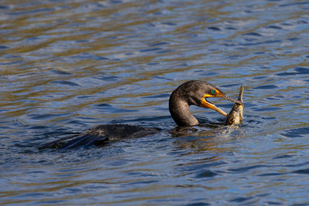 istock Anhinga catching a fish, seen in the wild in the Everglades 1469258251