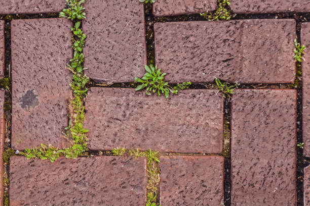 Background of brick path with grass growing through cracks - close-up