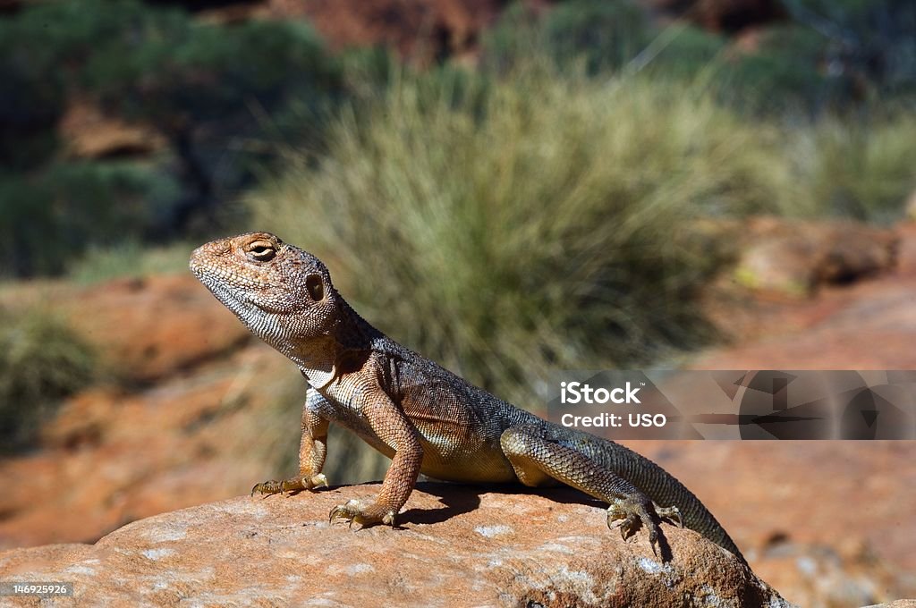 dragon militaire. - Photo de Australie libre de droits