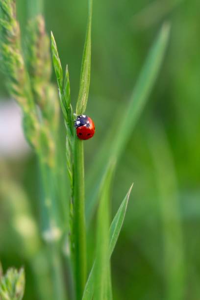 biedronka na roślinie. - ladybug grass leaf close up zdjęcia i obrazy z banku zdjęć
