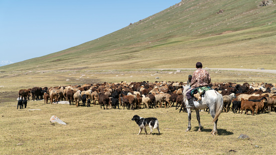 Kyrgyzstan - May 2022: Stockrider shepherd with his livestock animals. In Kyrgyzstan's mountainous regions, it is common to see shepherds tending to their flocks while riding on horseback.