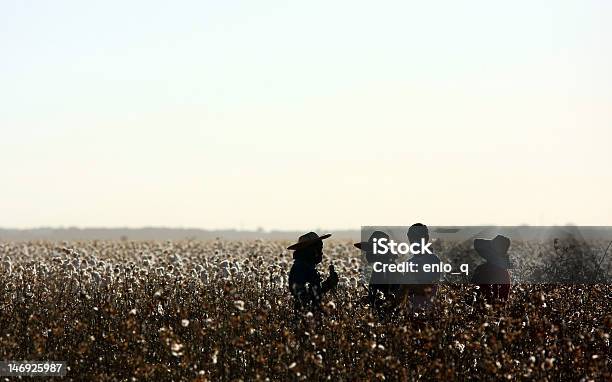 Field Familien Oder Klassentreffen Stockfoto und mehr Bilder von Baumwollpflanze - Baumwollpflanze, Feld, Plantage