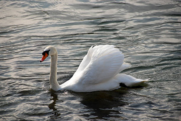 Swan dance in a lake stock photo