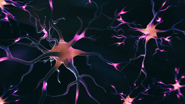 Abstract 3D image of neural cells Abstract 3D image of neural cells - 3D rendering of neural cell images. A glowing synapse on a black background. View of interconnected neuron cells with electrical impulses. Nerve cells in bright light on a dark background. Neurons. 3d brain imaging stock pictures, royalty-free photos & images