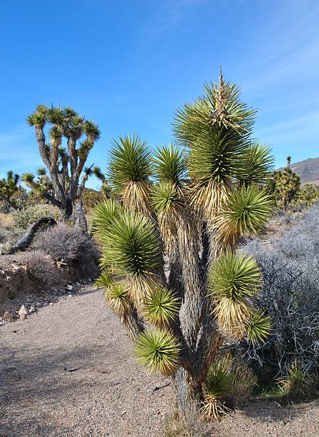 istock Jaeger's Joshua Tree  Yucca brevifolia jaegeriana 146926293