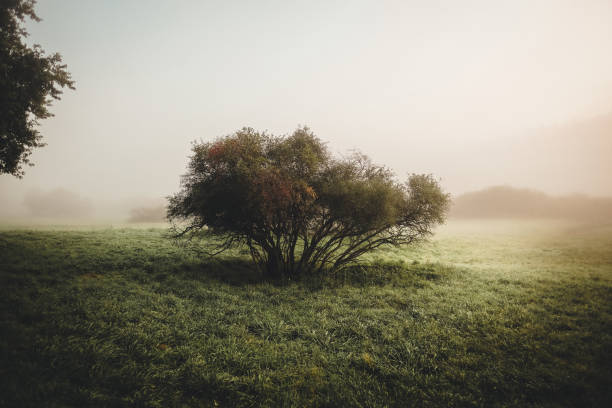 This image captures a truly mystical and enchanting scene, with a solitary tree standing tall amidst a dense blanket of swirling fog. The branches of the tree hang low, their twisted shapes seemingly reaching out towards the hazy unknown.\n\nThe overall effect is haunting and evocative, as though the tree is somehow connected to a deeper, hidden realm beyond our everyday experience. The fog itself adds to the otherworldly atmosphere, shrouding the tree and everything around it in a soft, ethereal glow.\n\nAs you gaze at this captivating image, you can almost sense the presence of hidden forces at work, shaping the world around us in ways that we can only begin to imagine. The tree with its low-hanging branches seems like a symbol of this mystery, an enigmatic presence in the midst of a world that is full of secrets and wonder.