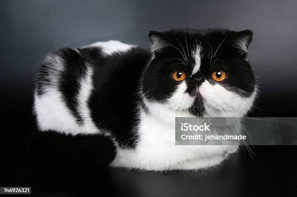 Exótico Gato Preto E Branco - Fotografias de stock e mais imagens de Exotismo - Exotismo, Shorthair Cat, Amarelo