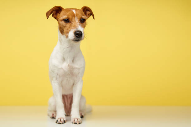 Dog of the Brussels Griffin breed, isolated on a white background